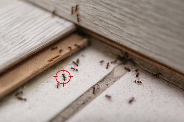 Pest Control for Restaurants in Longboat Key, FL