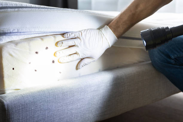 Best Pest Removal Services  in Longboat Key, FL