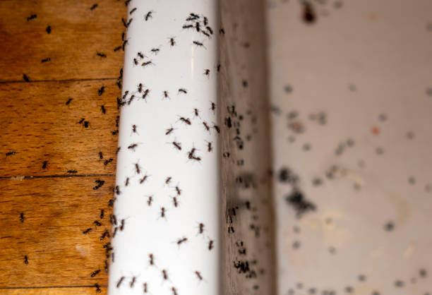 Best Mosquito Control Services  in Longboat Key, FL