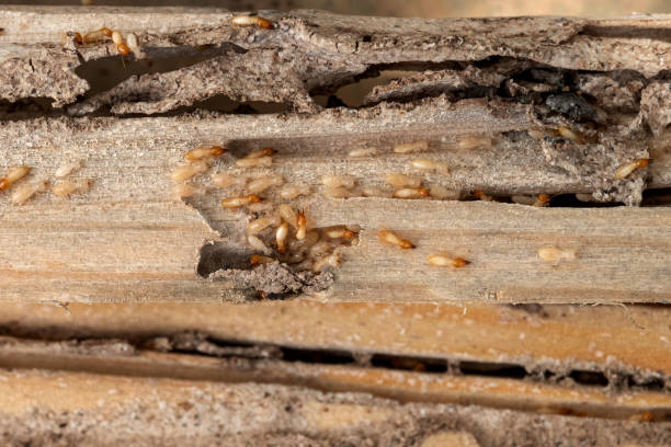 Best Termite Control Services  in Longboat Key, FL